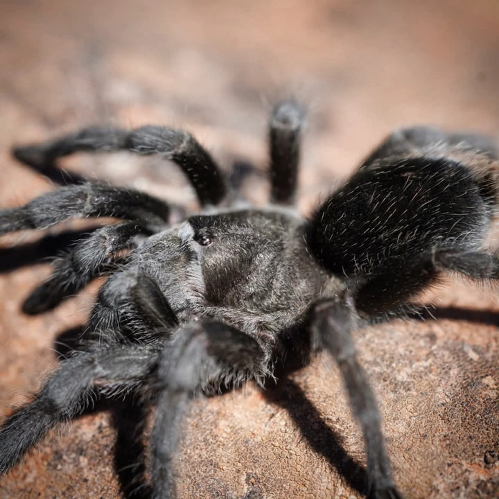 Grammostola quirogai (Uruguayan Black Beauty)