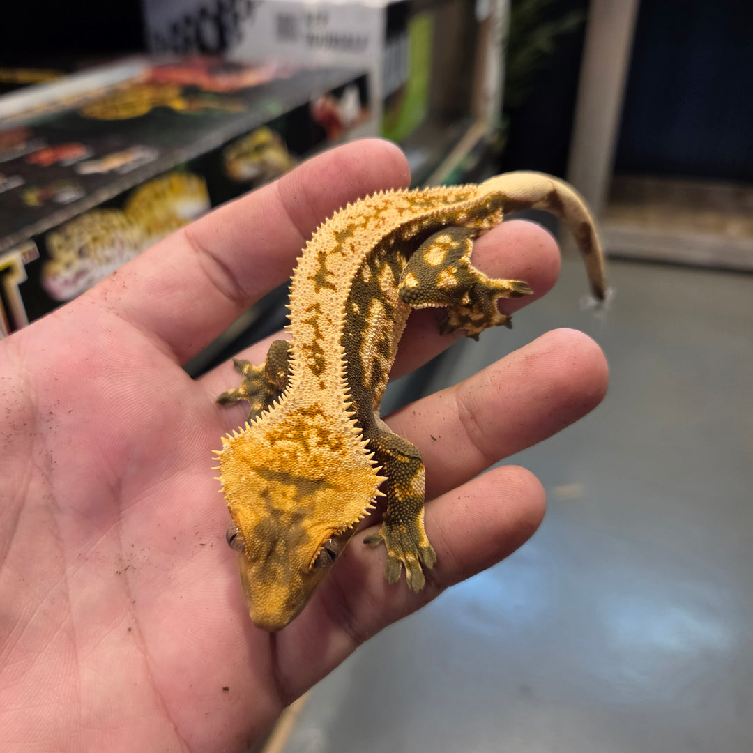 Correlophus ciliatus (Crested Gecko) High Black Quad Male