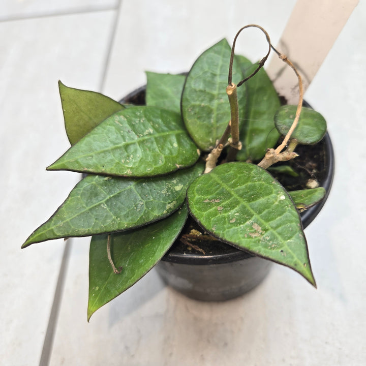 Hoya spp (Wax Plant)