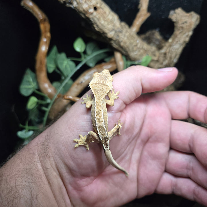 Correlophus ciliatus (Crested Gecko) Tangerine Harlequin