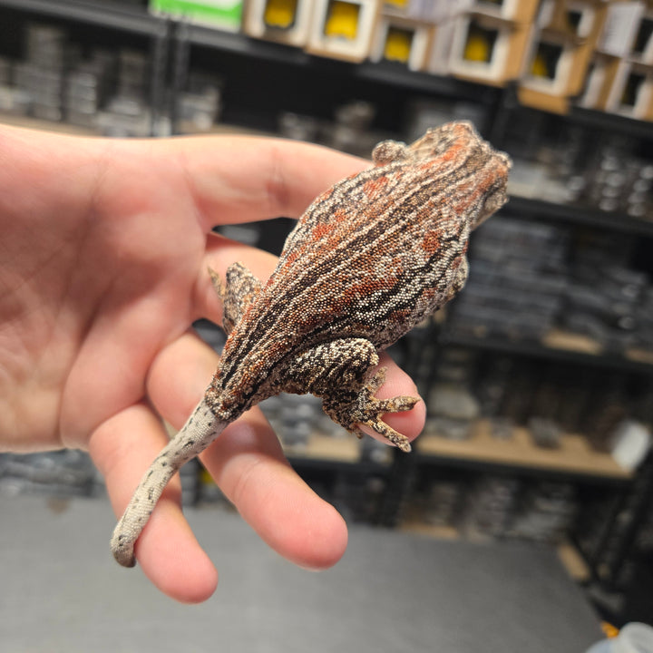 Rhacodactylus auriculatus (Gargoyle Gecko) B&W BASE RED STRIPE FEMALE