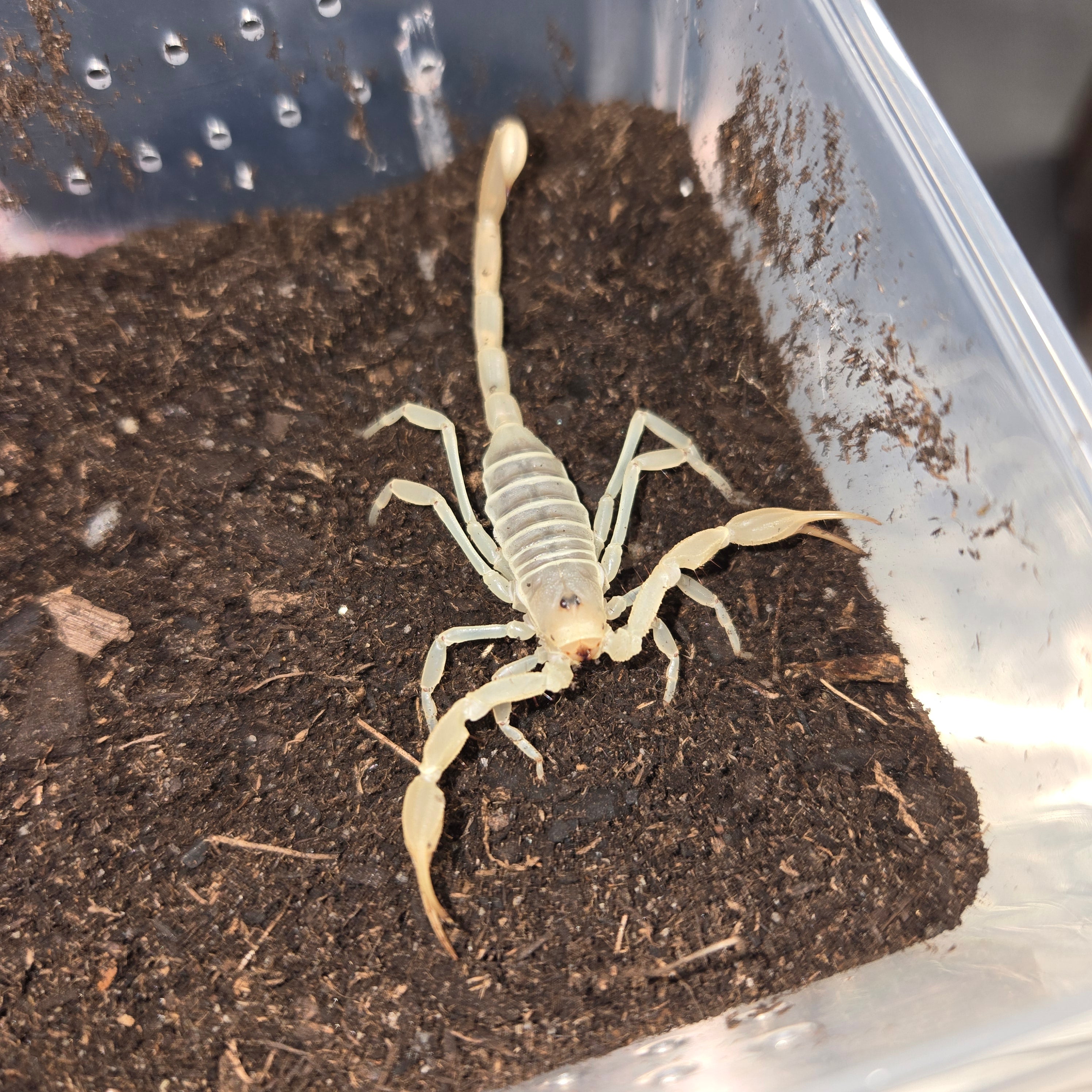 ザウルス SAURUS エレファントプス 11cm 15g