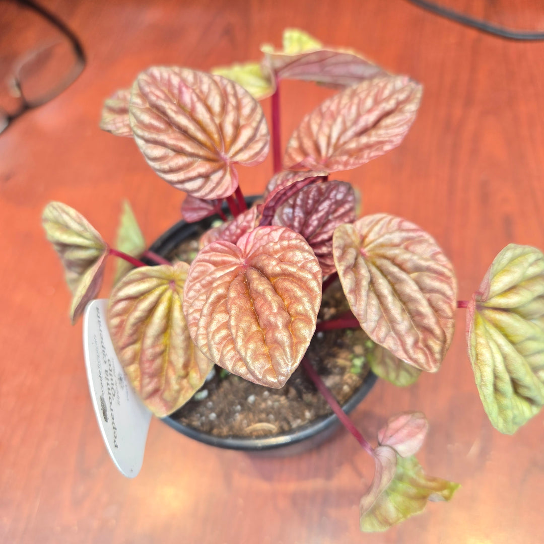 Peperomia spp (Ripple Plant)
