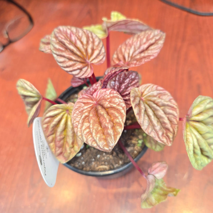 Peperomia spp (Ripple Plant)