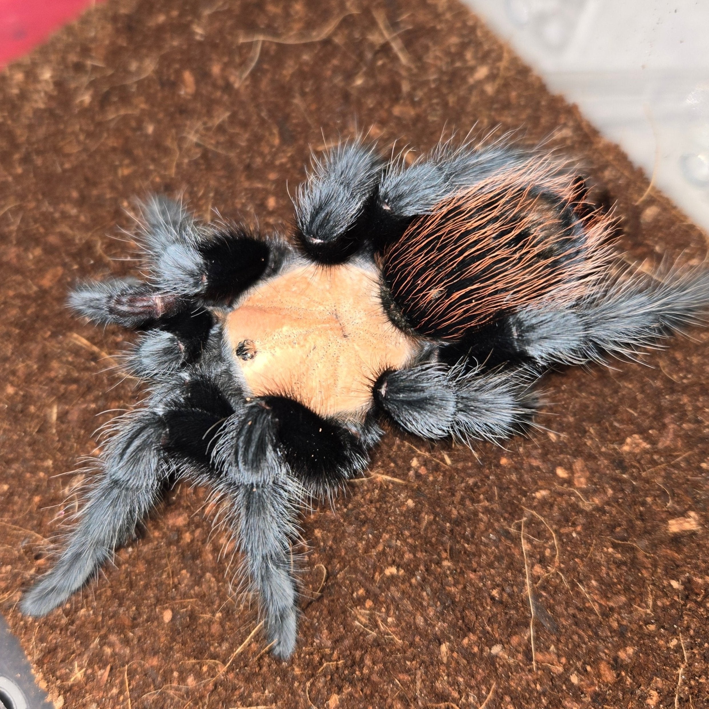 Brachypelma albiceps (Mexican Golden Red Rump) – Spider Shoppe