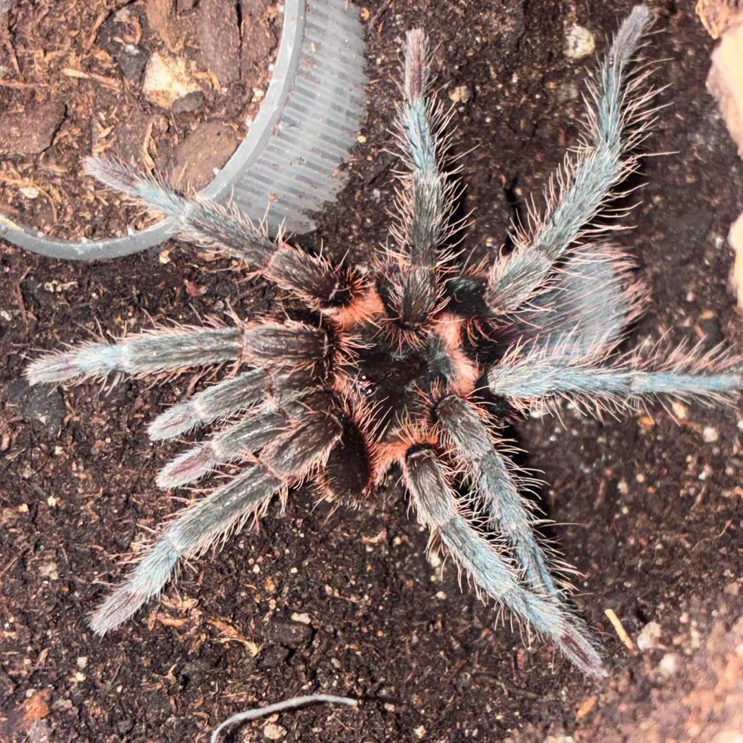 Theraphosinae sp 'Vulpes'
