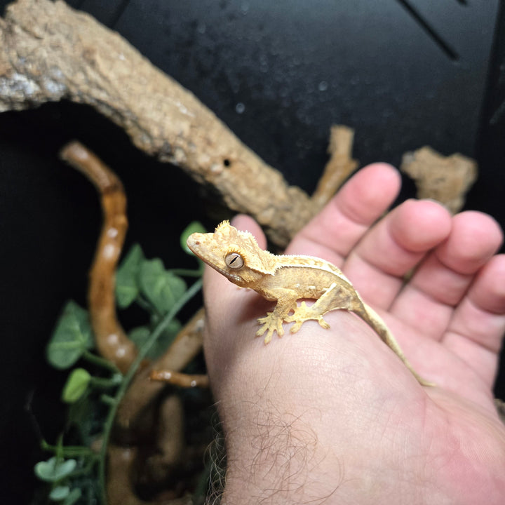 Correlophus ciliatus (Crested Gecko) Tangerine Harlequin