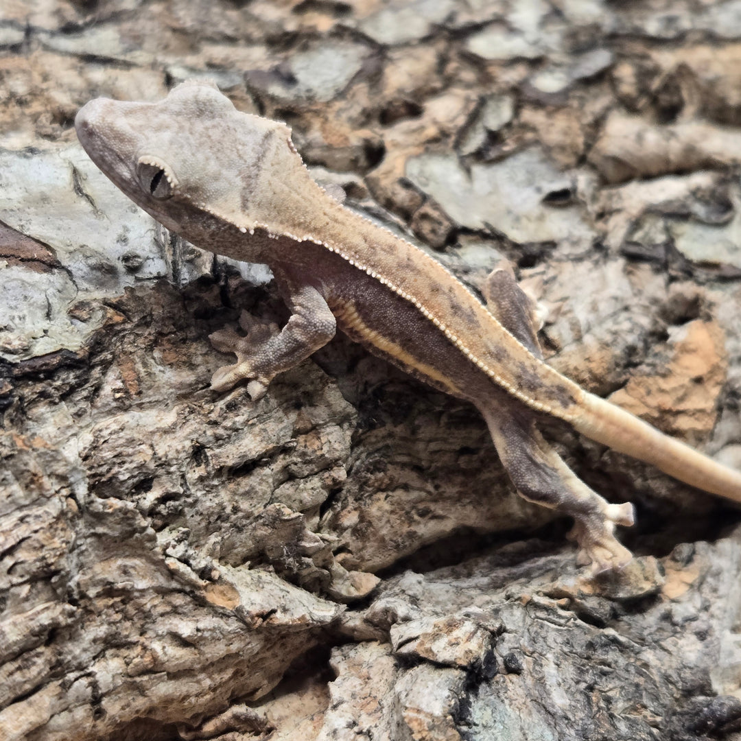 Correlophus ciliatus (Crested Gecko) Lily White LW908