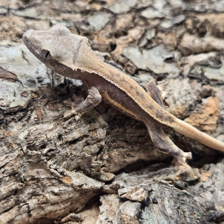 Correlophus ciliatus (Crested Gecko) Lily White LW908