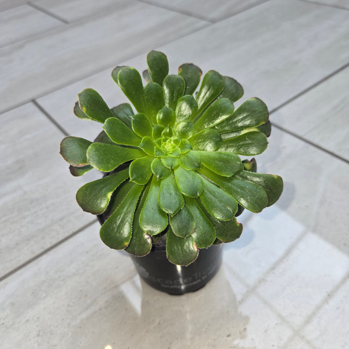 Aeonium spp