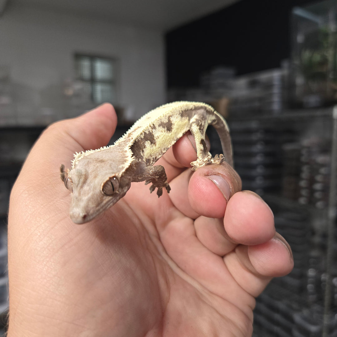 Correlophus ciliatus (Crested Gecko) Frappacino SUS MALE