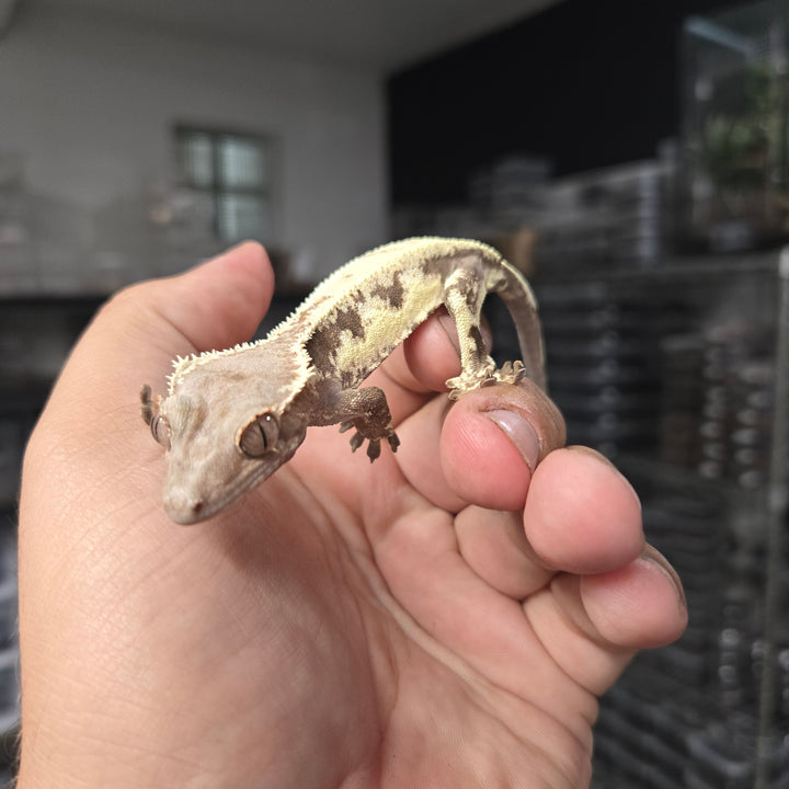 Correlophus ciliatus (Crested Gecko) Frappacino SUS MALE