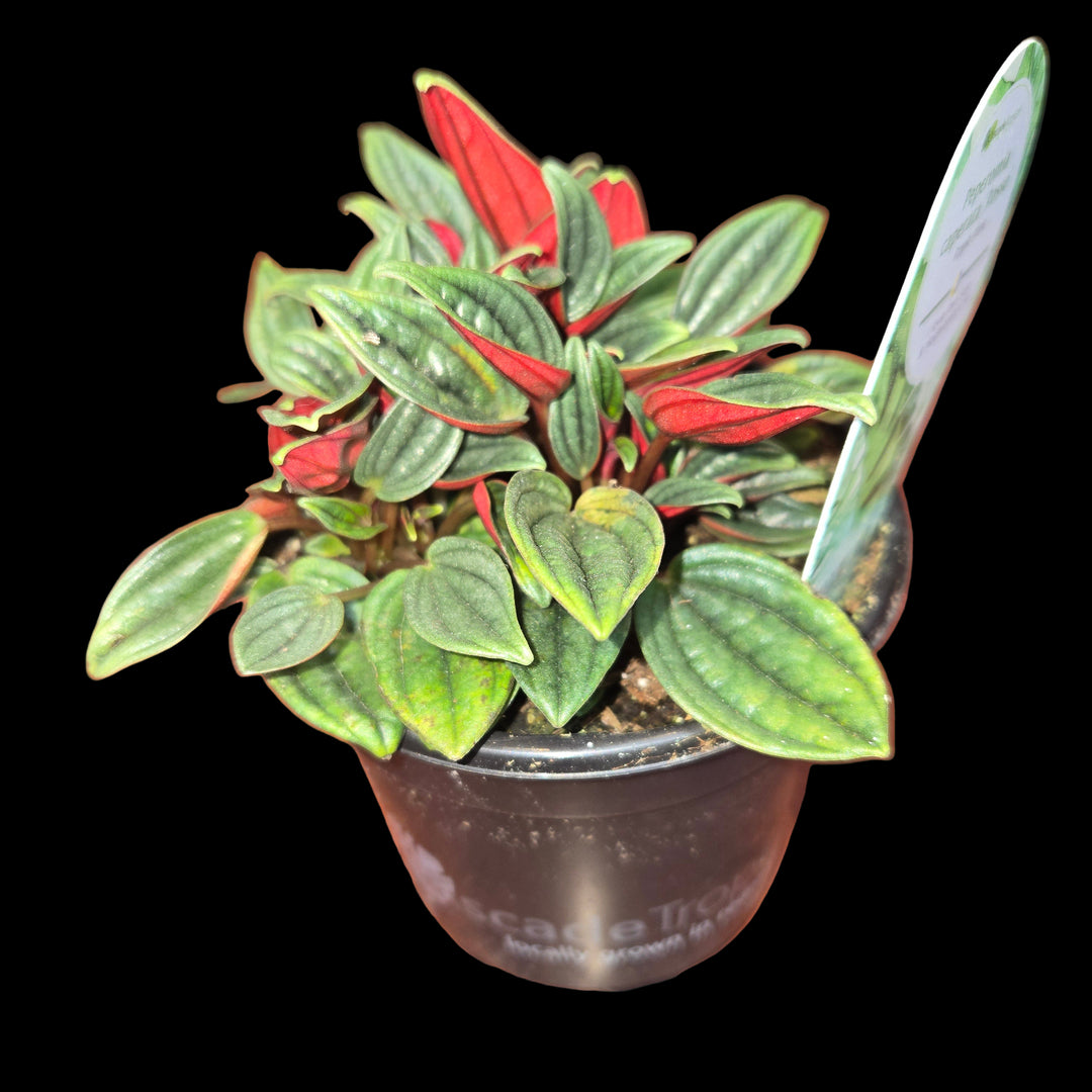 Peperomia spp (Ripple Plant)