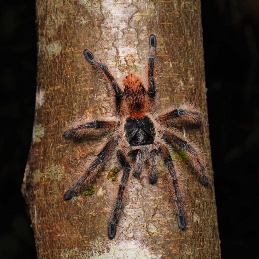 Phrixotrichus vulpinus (Chilean Ocelot)