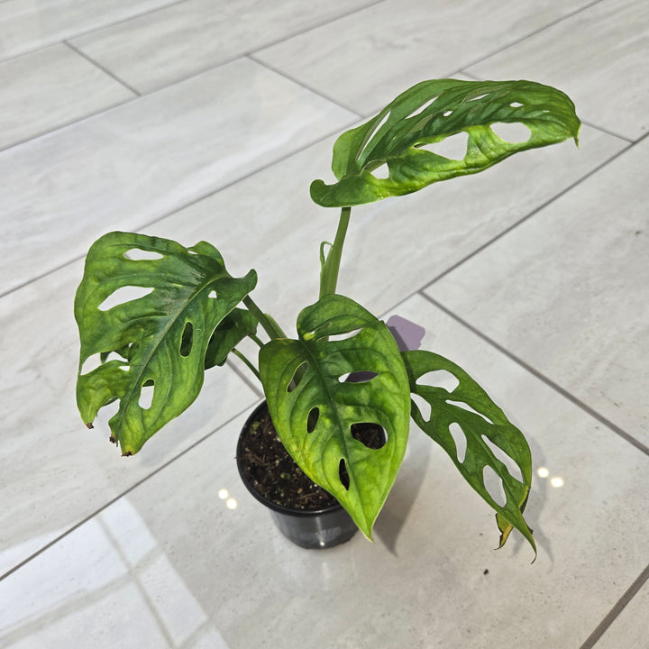 Monstera spp (Swiss Cheese Plant)