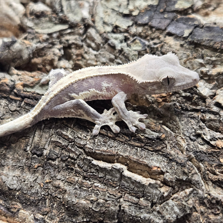 Correlophus ciliatus (Crested Gecko) Lily White LW910