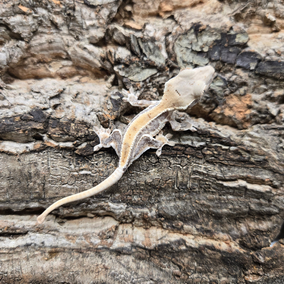 Correlophus ciliatus (Crested Gecko) Lily White LW919