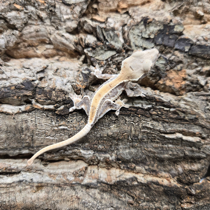 Correlophus ciliatus (Crested Gecko) Lily White LW919