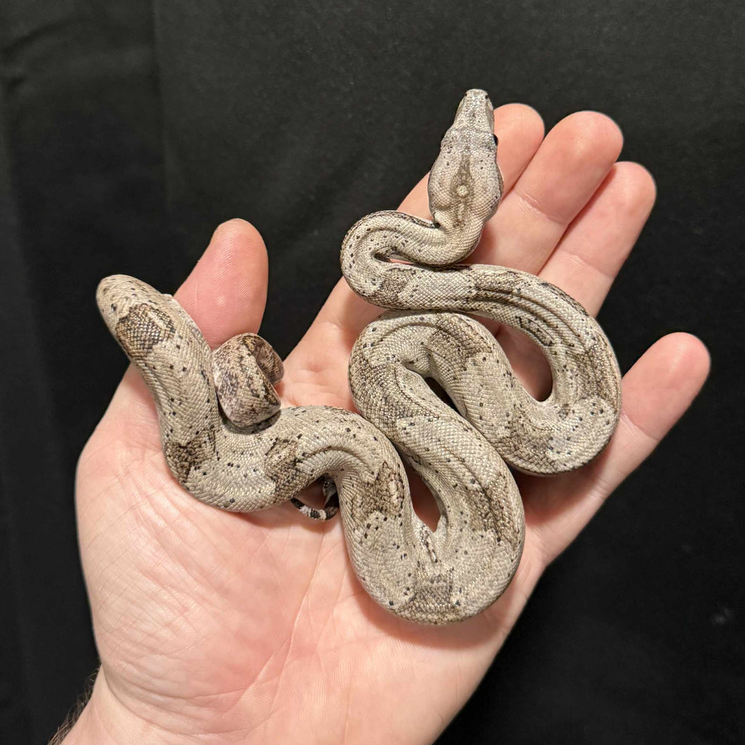Boa imperator (Dwarf Crawl Cay) MALE & FEMALE YEARLING