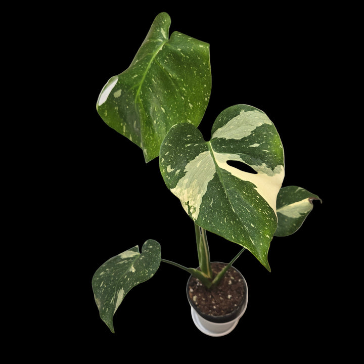 Monstera spp (Swiss Cheese Plant)