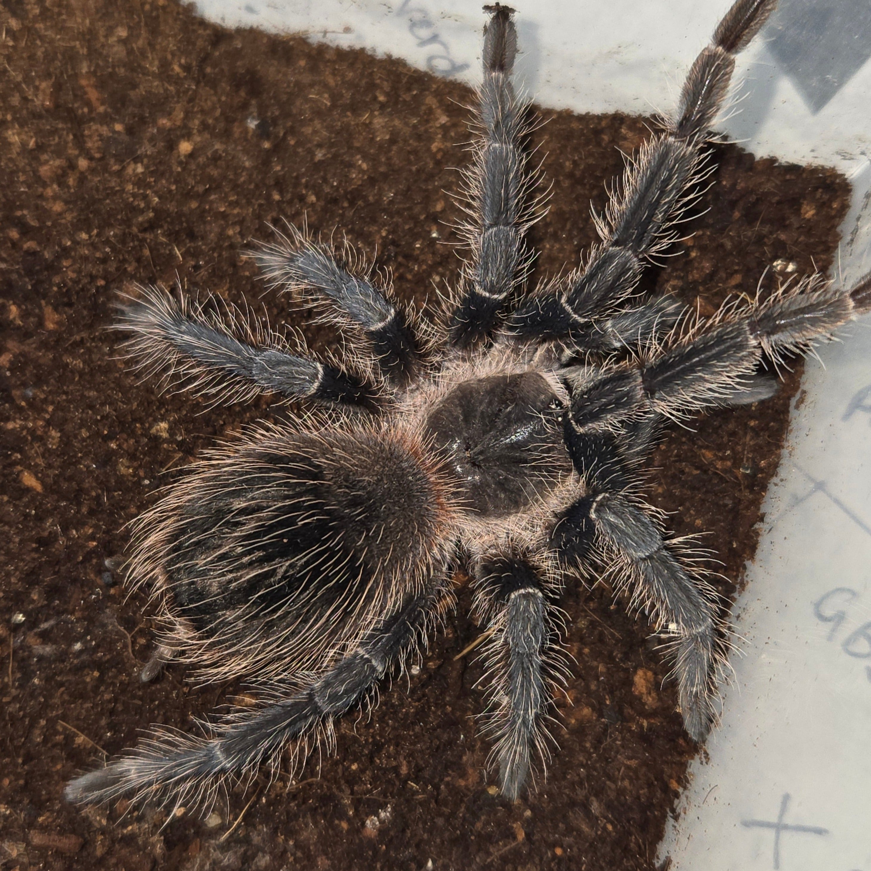 Lasiodora striatipes (Bahia Grey) 3