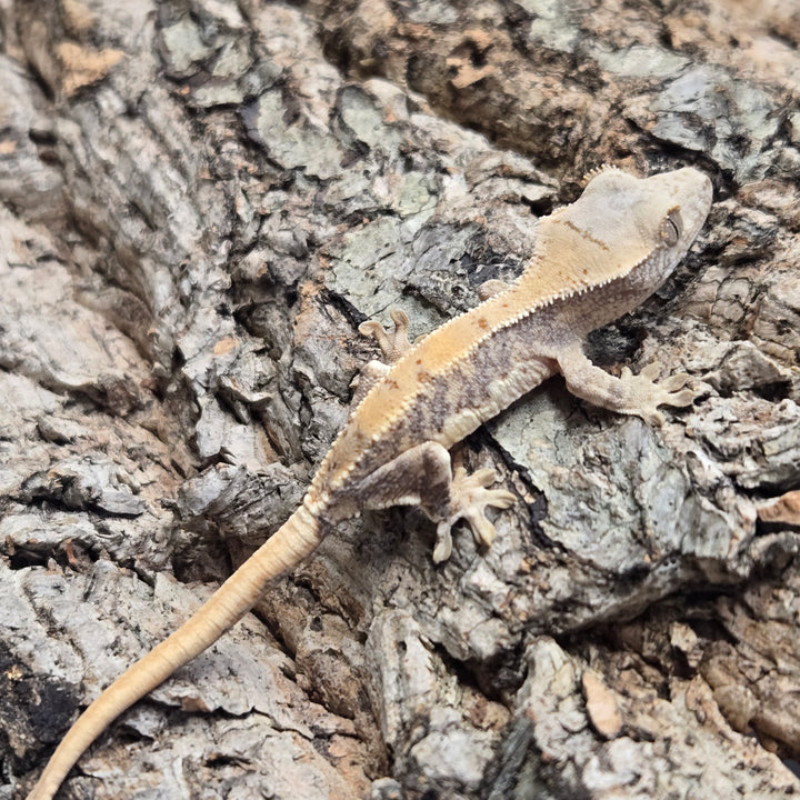 Correlophus ciliatus (Crested Gecko) Lily White LW913