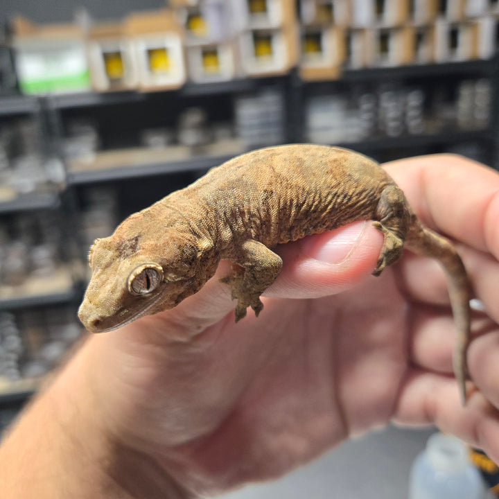 Mniarogekko chahoua (Chahoua Gecko) Pine Isle