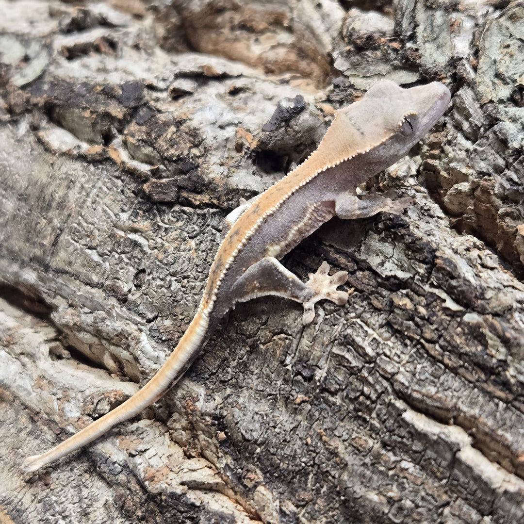 Correlophus ciliatus (Crested Gecko) Lily White LW917
