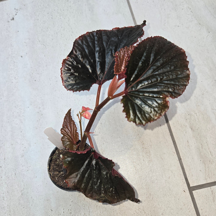 Begonia spp (Begonia)