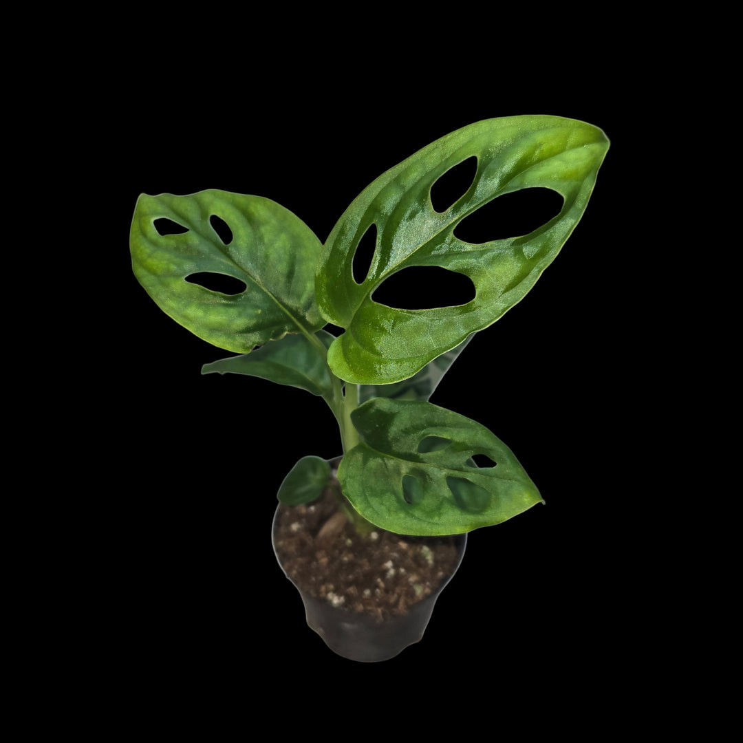 Monstera spp (Swiss Cheese Plant)