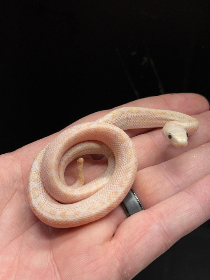 Pantherophis obsoletus (Calico Black Rat Snake) 12" MALE | 12" FEMALE