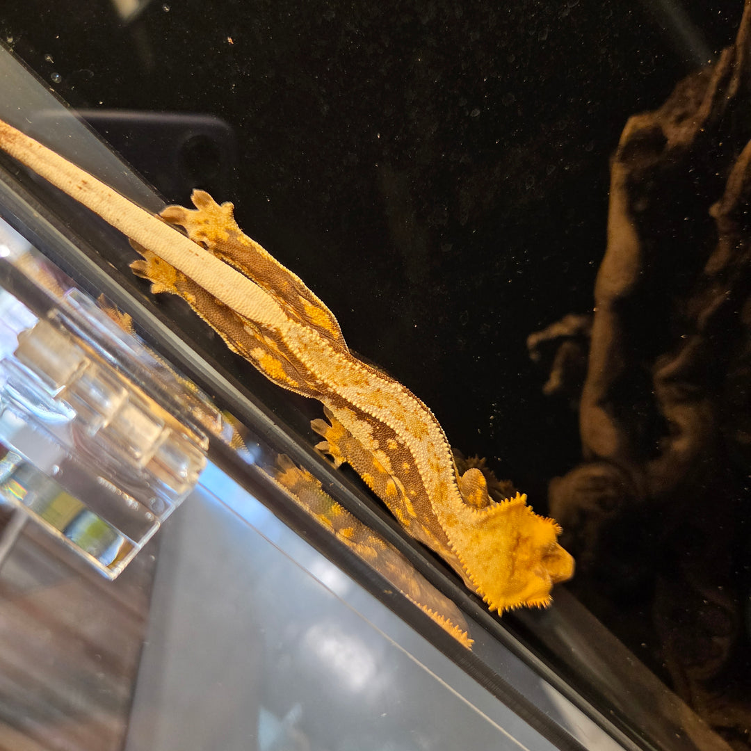 Correlophus ciliatus (Crested Gecko) Male