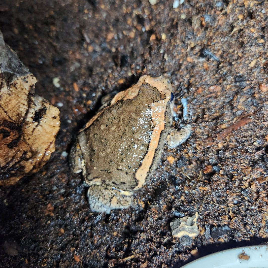 Kaloula pulchra (Chubby Frog)