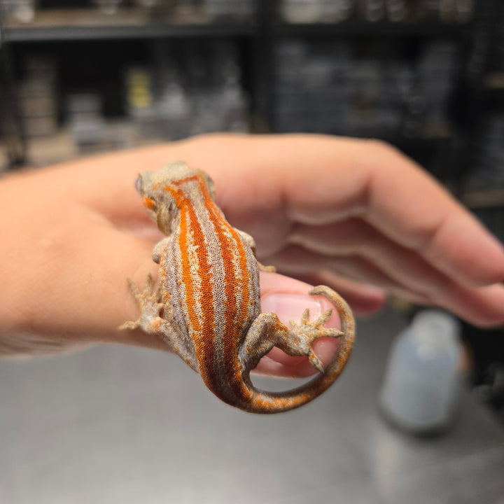 Rhacodactylus auriculatus (Gargoyle Gecko) '25 Orange Stripe