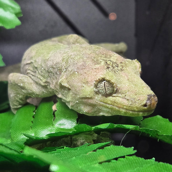 Mniarogekko chahoua (Chahoua Gecko) Adult Male