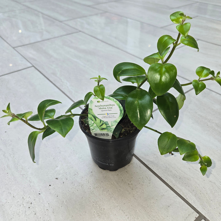 Aeschynanthus spp (Lipstick Plant)