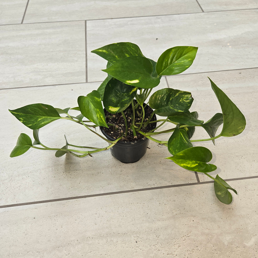 Epipremnum spp (Pothos)