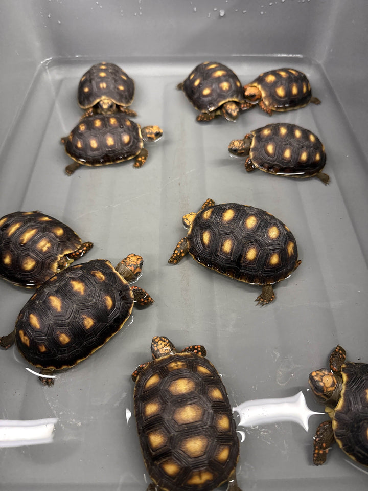 Chelonoidis carbonaria (Venezuelan Cherry Head) Yearlings
