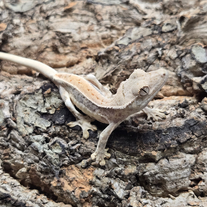 Correlophus ciliatus (Crested Gecko) Lily White LW915