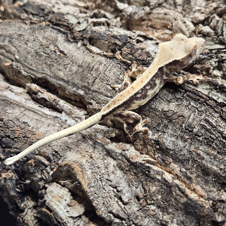 Correlophus ciliatus (Crested Gecko) Lily White LW903