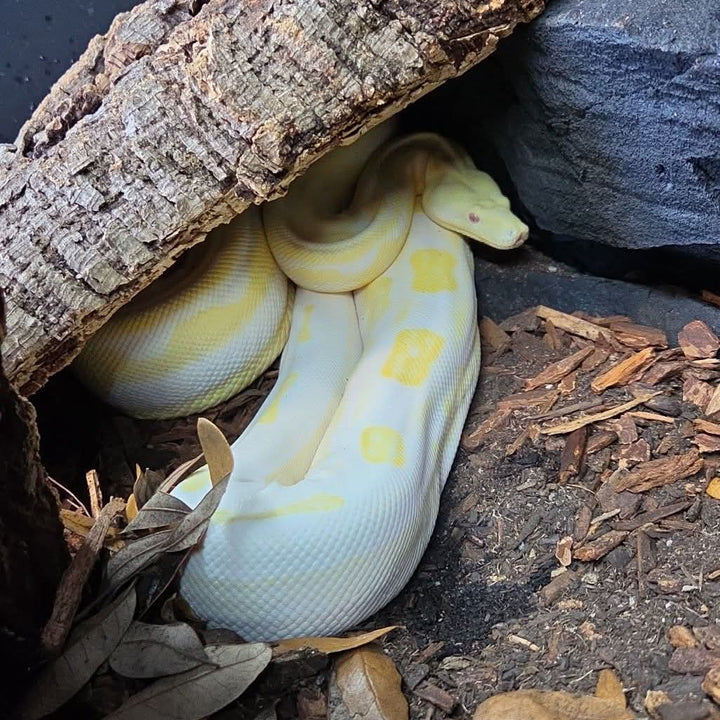 [Vancouver Pick-up] Boa constrictor (Boa) Moonglow Female
