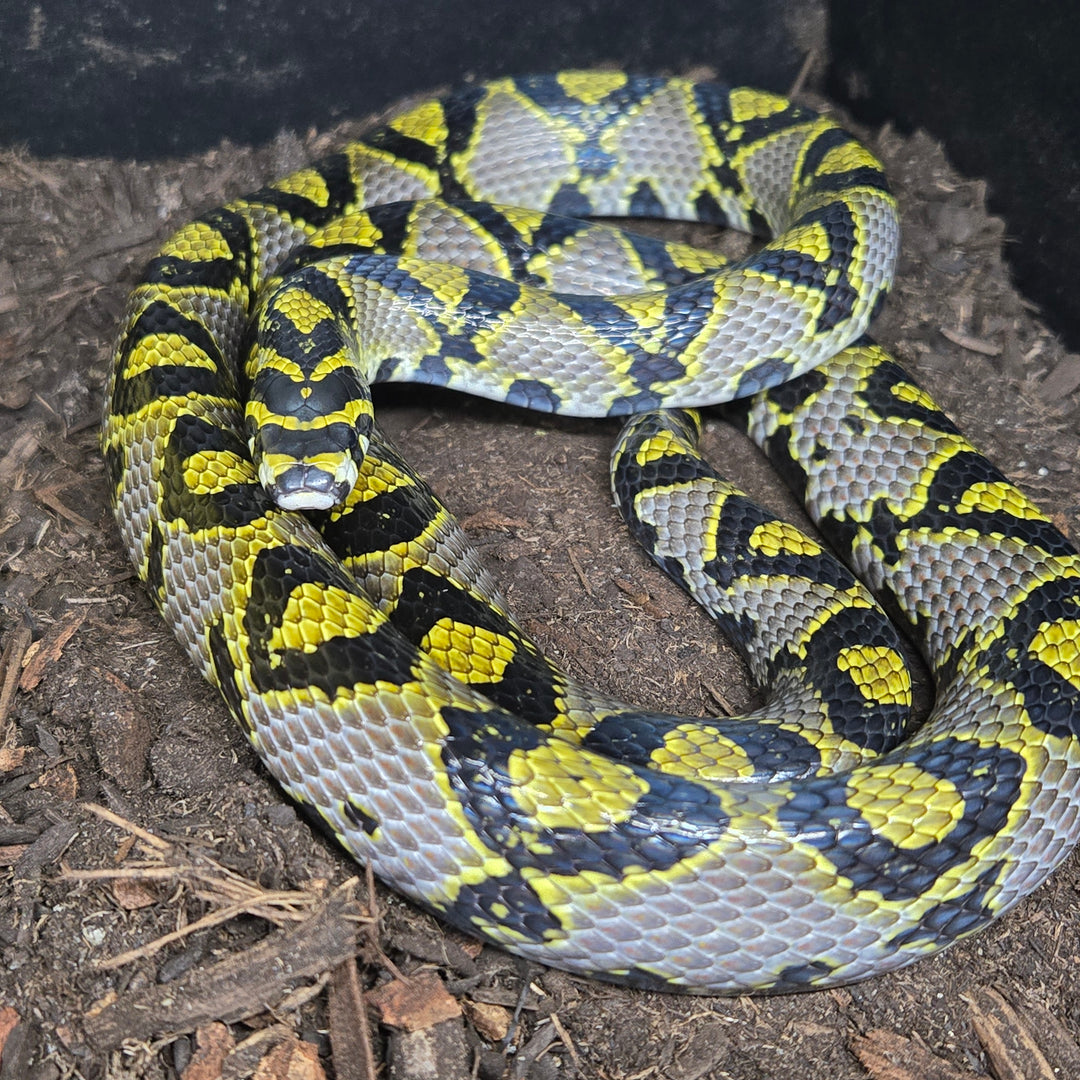 Euprepiophis mandarinus (Mandarin Rat Snake)