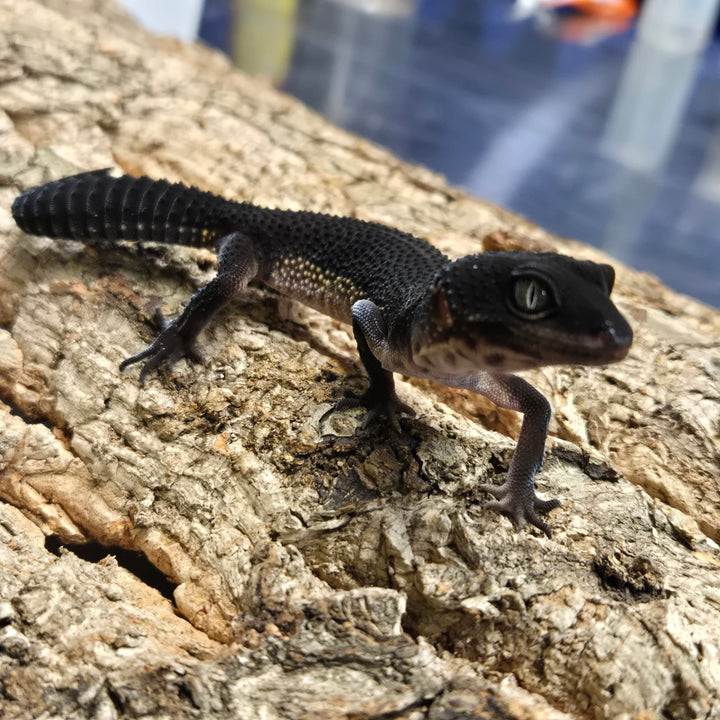 Eublepharis macularius (Leopard Gecko) Black Night BN1