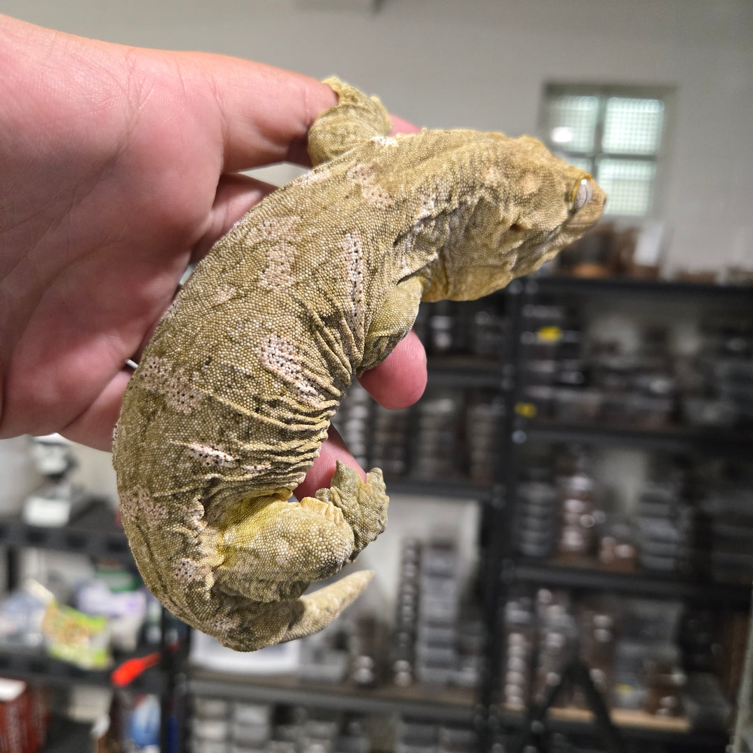 Rhacodactylus leachianus (New Caledonian Giant Gecko) Nu Ana X Grand Terre FEMALE