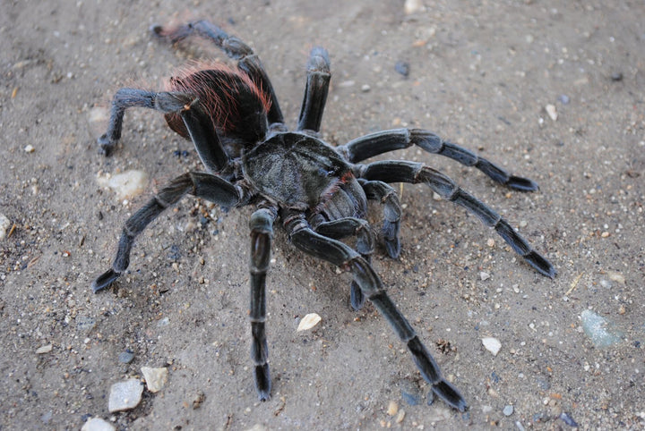 Megaphobema velvetosoma (Ecuadorian Brown Velvet) 1-1.5"