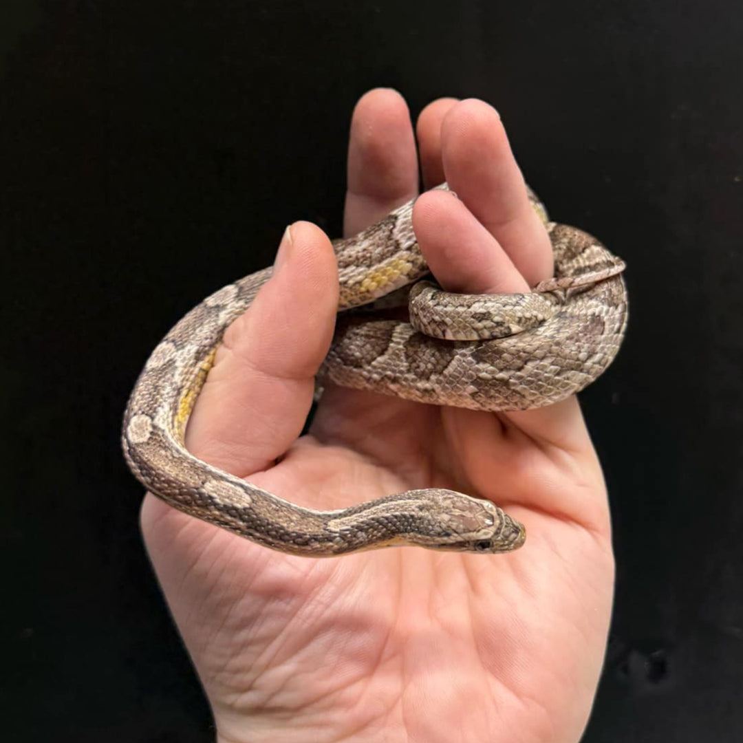 Pantherophis guttatus (Corn Snake)