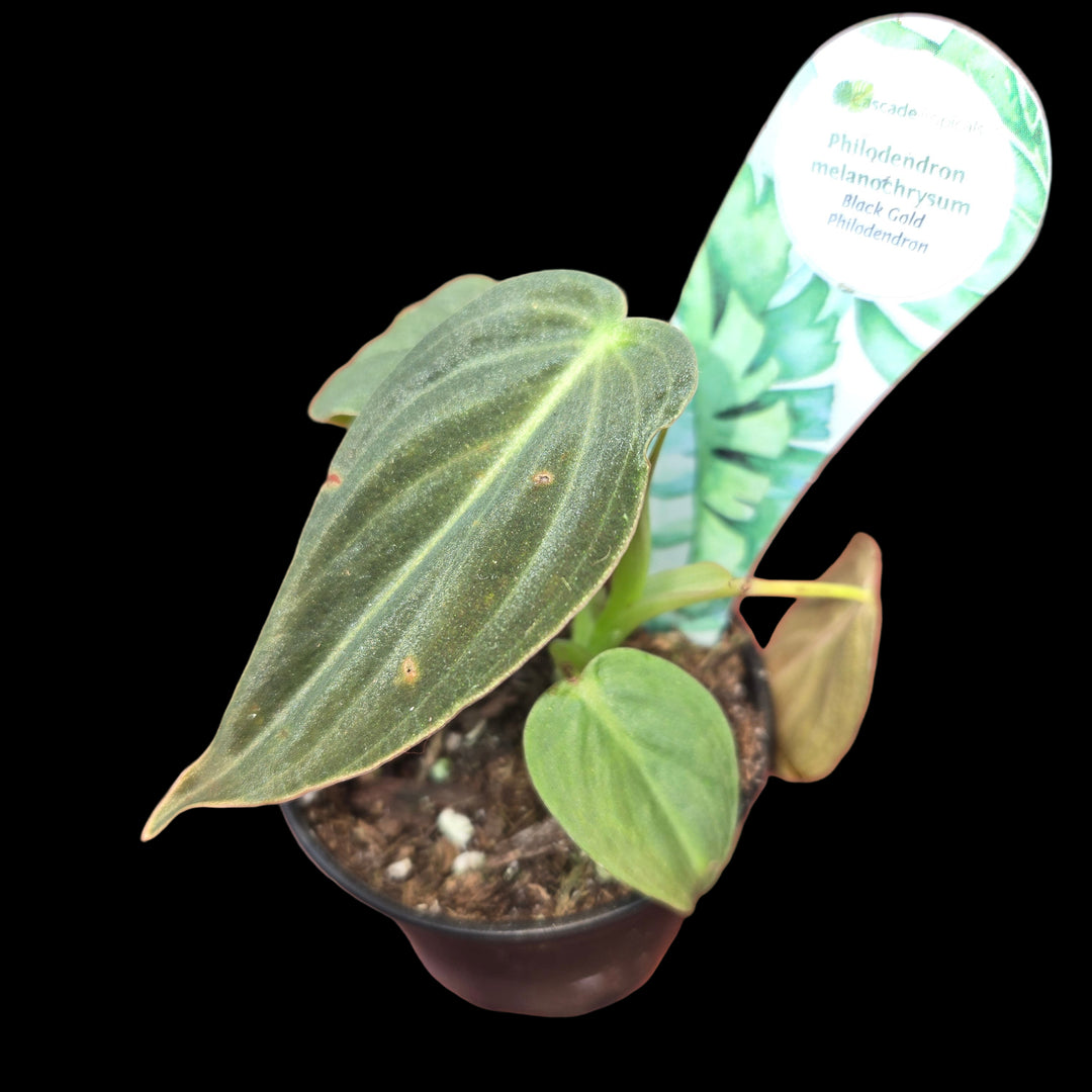 Philodendron spp (Philodendron)