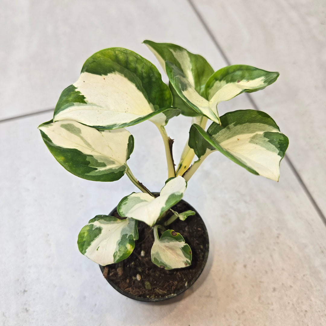 Epipremnum spp (Pothos)