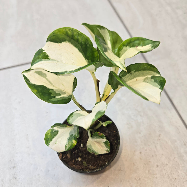 Epipremnum spp (Pothos)
