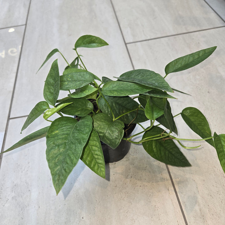 Epipremnum spp (Pothos)